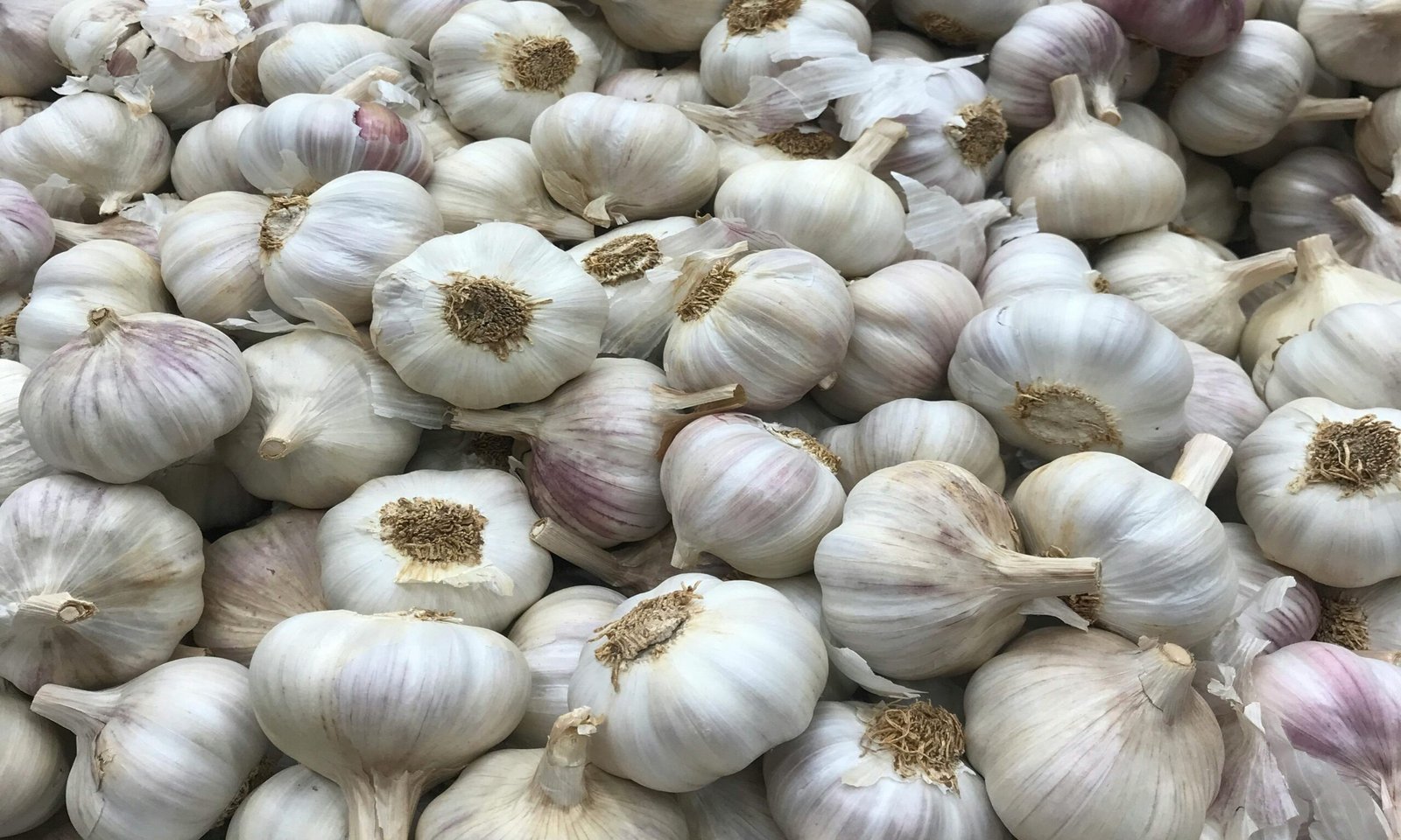 Garlic